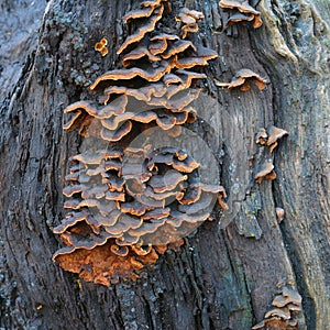 Hymenochaete rubiginosa fungus