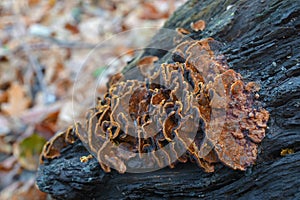 Hymenochaete rubiginosa fungus photo