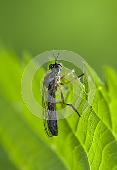 Hymenoptera photo