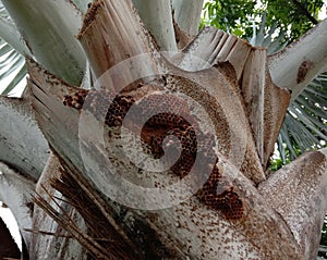 Hymenoptera build a hexagonal nest on the palm branch