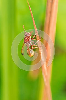 Hymenoptera on dry leaves Hymenoptera is classified as a bee insect. photo