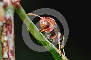 Hymenoptera,hornet on leaf closeup .