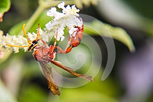 Hymenoptera macro hang white flower photo