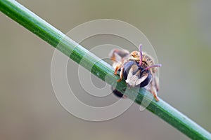 Hymenoptera photo