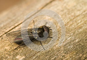 Hymenoptera,Melangyna quadrimaculata photo