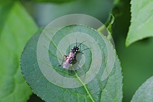 A Hymenoptera of the order Sawfly (Symphyta) on a leaf in the garden