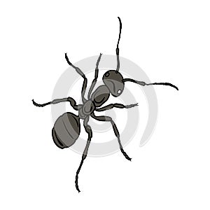 The hymenopteran insect is an ant.Arthropod animal ant single icon