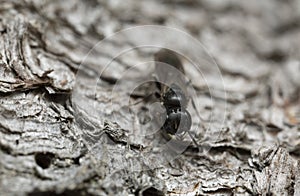 Hymenopteran insect on bark