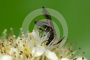 Hymenopteran insect feeding on flower