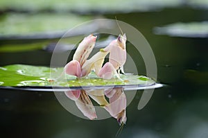 Hymenopus coronatus. praying mantis. orchid mantis