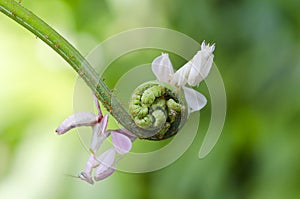 Hymenopus coronatus. praying mantis. orchid mantis
