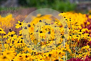 Hyndreds of black-eyed susans fill the screen