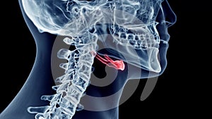 The hyoid bone