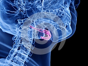 the hyoid bone