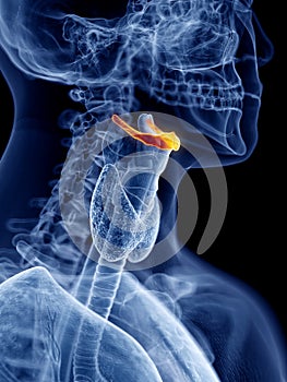 The hyoid bone