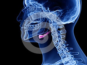 The hyoid bone