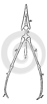 The Hyoid bone of a Rook vintage illustration