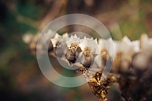 Hyoscyamus niger, black henbane branch or stinking nightshade, macro. Dry henbane flowers with seeds on blurry background, close