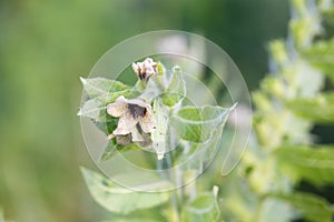 Hyoscyamus niger henbane, black henbane, or smelly nightshade blooming flower close-up. Hyoscyamus niger plant in the wild