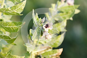 Hyoscyamus niger henbane, black henbane, or smelly nightshade blooming flower close-up. Hyoscyamus niger plant in the wild