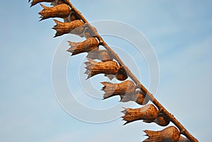 Hyoscyamus niger, henbane, black henbane or stinking nightshade dry brown on sky background