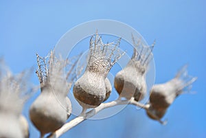 Hyoscyamus niger, henbane, black henbane or stinking nightshade dry grey flowers with seeds on blue sky background