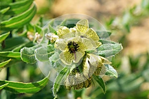 Hyoscyamus niger , henbane flower , flora Iran