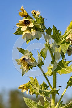 Hyoscyamus toxic plant-narcosis