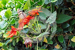 Hypanartia butterleta Lethe hostel on the flower of the Mexican plant senecio confuses.