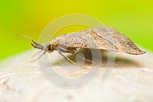 Hypena proboscidalis