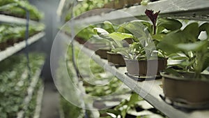 Hyper-detailed image showcasing the technology of hydroponic vertical farming