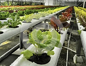 Hyper-detailed view of lettuce crops in a sustainable hydroponic farm setup