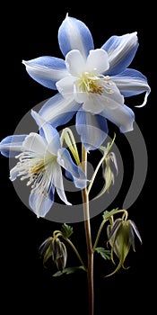 Hyper Realistic Columbine Flower With High Contrast