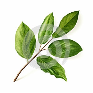 Hyper-realistic Illustration Of Green Tree Branch And Leaf