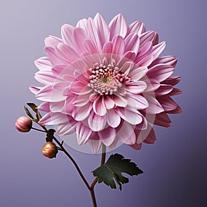 Hyper-realistic Pink Aster Flower On Purple Background