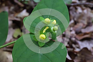 Hypericum androsaemum, Hypericaceae.