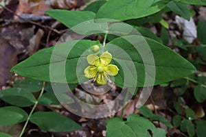 Hypericum androsaemum, Hypericaceae.