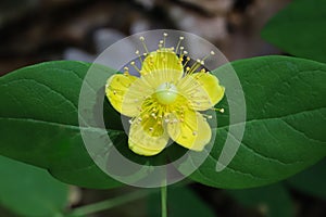 Hypericum androsaemum, Hypericaceae.