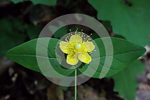 Hypericum androsaemum, Hypericaceae.