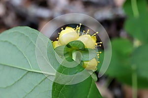 Hypericum androsaemum, Hypericaceae.
