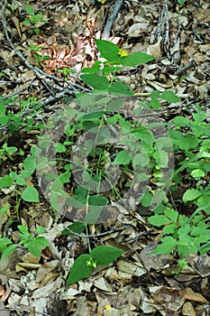 Hypericum androsaemum, Hypericaceae.