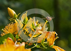 Hypericum & Bee