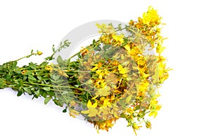 Hypericum bush with yellow flowers isolated on white background for your design