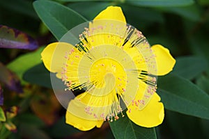 Hypericum Calycinum Flower