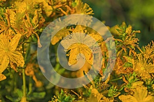 Hypericum close up photo