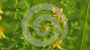 Hypericum flowers or hypericum perforatum or st john s wort, on the meadow. It s antidepressant. photo