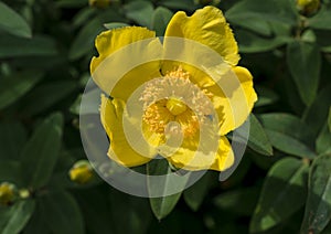 hypericum head flower isolated close up