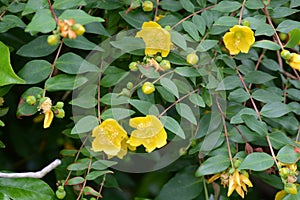 Hypericum hidcote