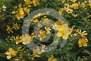 Hypericum Hidcote yellow flowers