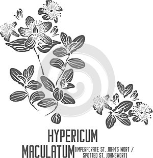 Hypericum maculatum pant silhouette vector illustration